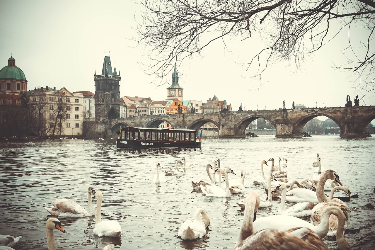 swans in the Vltava River in Prague