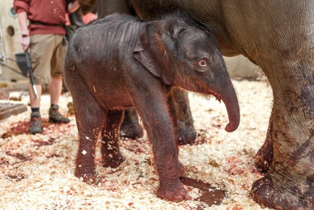 Baby elephant born in Prague today, March 27