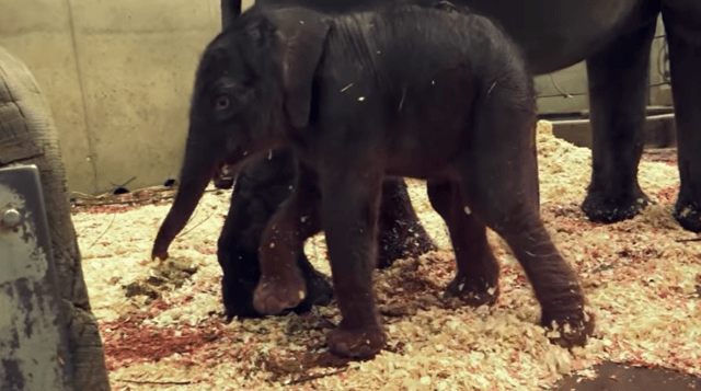 New baby elephant, first steps.