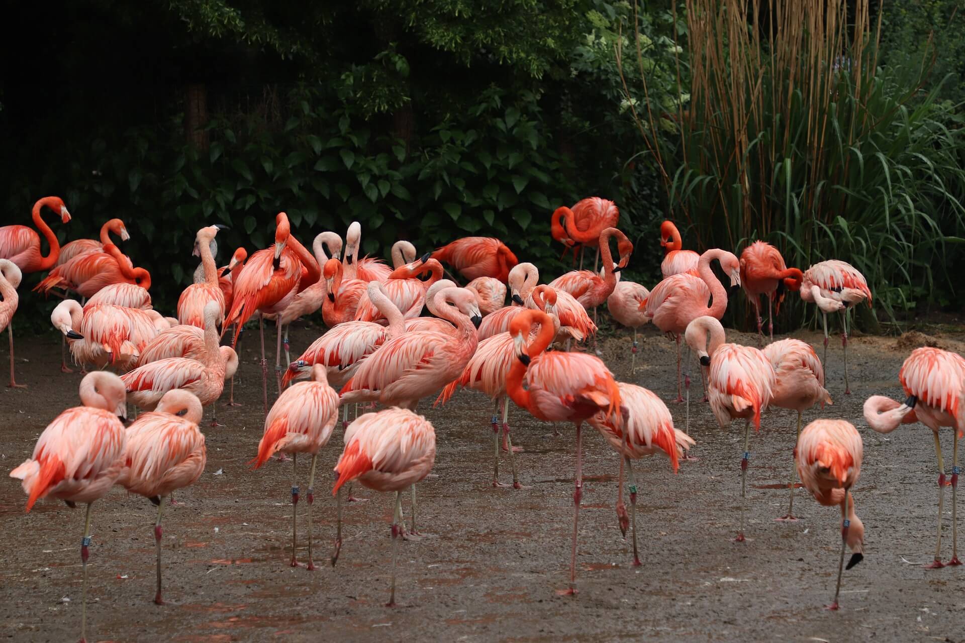 flamingo zoo frankfurt