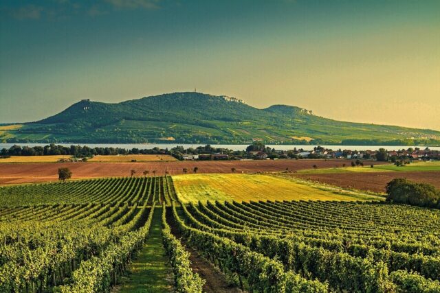 Vineyard in Moravia, wine country in Czech Republic.