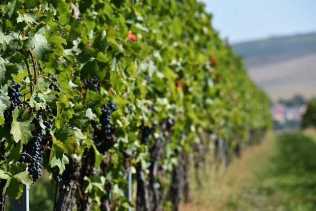 Grapes growing in the sun in Moravia, wine country in the Czech Republic.