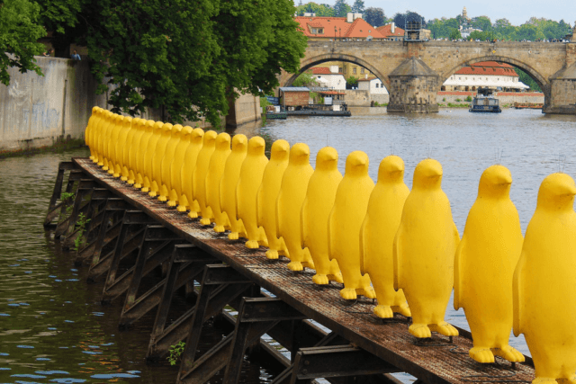 Yellow ducks on the Vltava River in Prague Czech Republic.