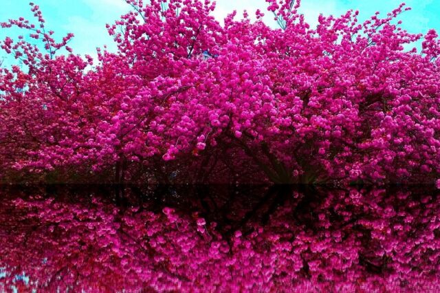 Cherry blossom tree in bloom in spring in Prague.